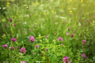 Beautiful wildflower meadow