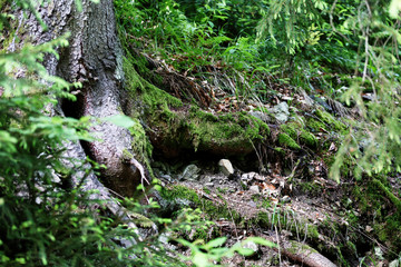 Big tree roots in Carpathian forest