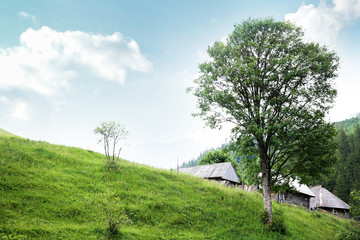 Tree on the hill of Carpathian mountains