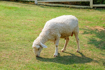 Fototapeta premium Sheep