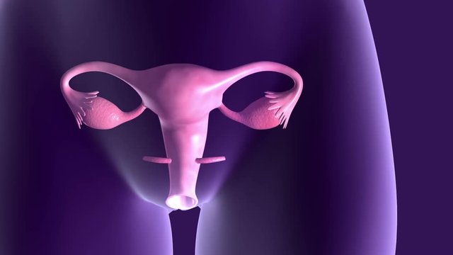 Ovum release inside ovary