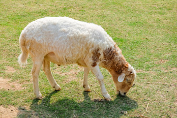 Naklejka na ściany i meble Sheep