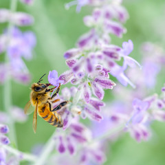 Honeybee collecting pollen