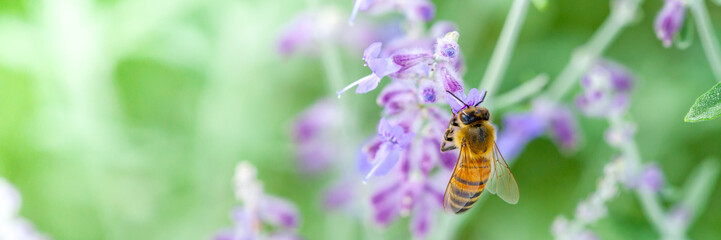 Honeybee collecting pollen - obrazy, fototapety, plakaty