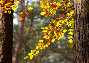 Herbstfärbung