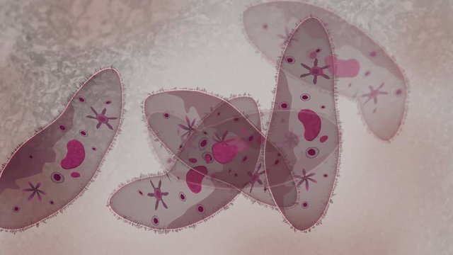 Microscopic visualization of paramecium.