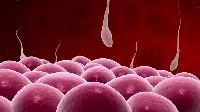 Microscopic visualization of sperm releasing nucleus.