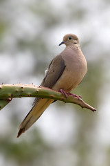 Mourning dove (Zenaida macroura).