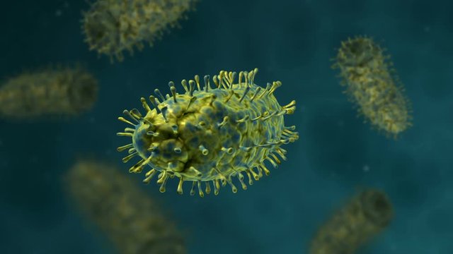 Cross-section of rabies virus.