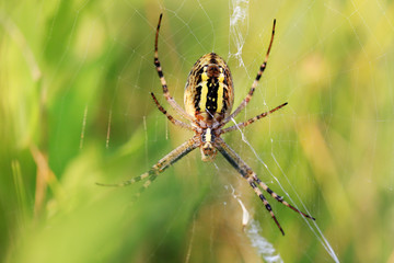 паук словил жертву в свою паутину
