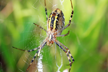 паук словил жертву в свою паутину