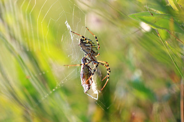 паук словил жертву в свою паутину