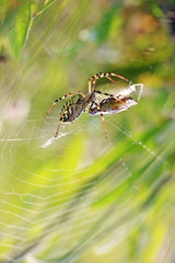 паук словил жертву в свою паутину