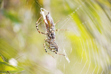 паук словил жертву в свою паутину
