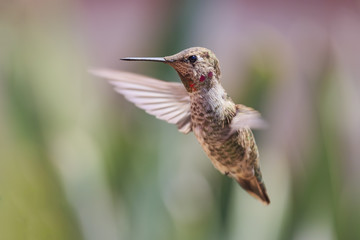 Fototapeta premium Cute humming bird