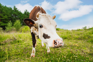 Naklejka na ściany i meble Cow grazing in the meadow