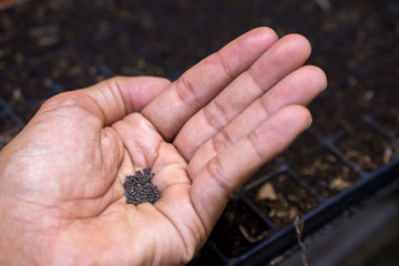seeds on hand
