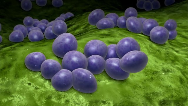 Microscopic visualization of staphylococcus multiplication.
