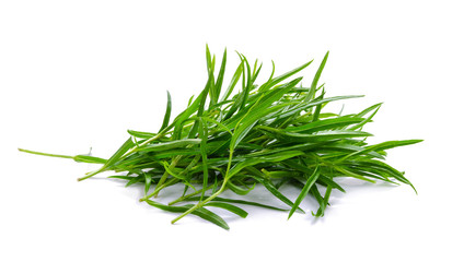 Tarragon herbs close up isolated on white