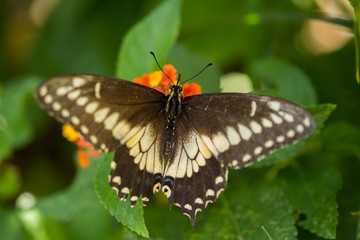 Obraz na płótnie Canvas butterfly