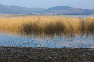 Reeds on the lake Cerknica (Slovenia)