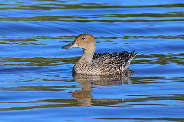 A wild duck pintail on Yamal
