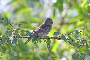 Carduelis flammea. A young bird among branches