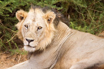 Lion om Tsavo National Park in Kenya