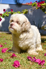 Cachorro da raça Lhasa Apso no jardim com pétalas de flores rosas
