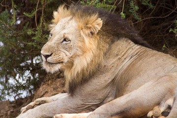 Lion om Tsavo National Park in Kenya