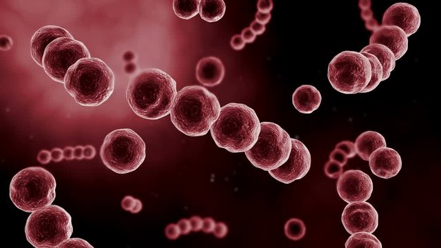 Microscopic visualization of streptococcus.