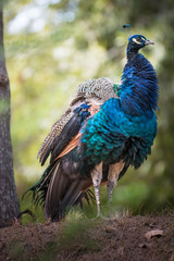 Obraz premium Beautiful peacock in the forest