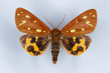 Brown tiger moth, Hyphoraia aulica