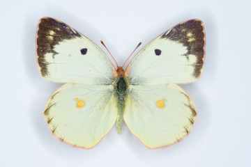 Fototapeta na wymiar Berger's Clouded Yellow, Colias alfacariensis butterfly