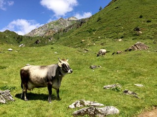 Obraz premium Kuh in den Bergen