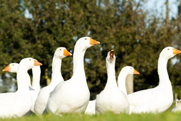 Obraz premium Schnatternde Gänse auf der Weide
