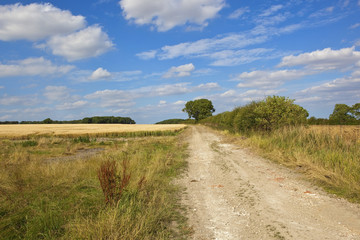 Fototapeta na wymiar rural bridleway with barley crop