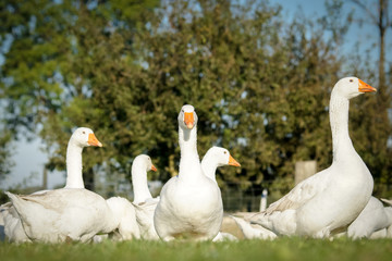 Entspannte Gänse auf der Weide