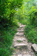 Old stairs in forest