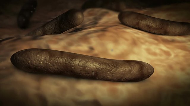 Parasitic worms inside human body.