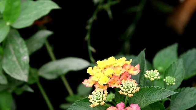 Julia butterfly Dryas iulia  brush-footed  butterflies feeding on flower