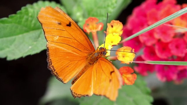 Julia butterfly Dryas iulia  brush-footed  butterflies feeding on flower