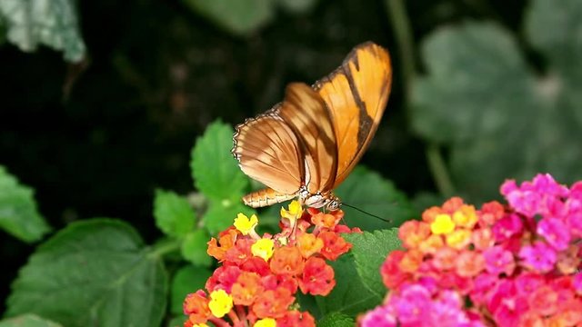 Julia butterfly Dryas iulia  brush-footed  butterflies feeding on flower