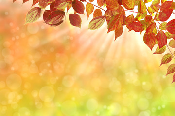 Fototapeta premium Herbst 129