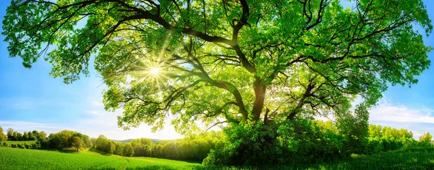 Die Sonne scheint durch große majestätische Eiche, Panorama Format © Smileus