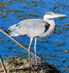 Airone cenerino - Ardea cinerea