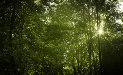 Fototapeta na wymiar sunny summer thick deciduous forest
