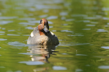 Common Teal swimming in the lake