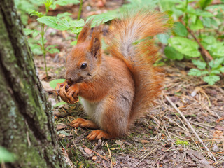 Cute red squirrel eating walnut in the spring park