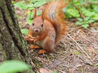 Cute red squirrel eating walnut in the spring park